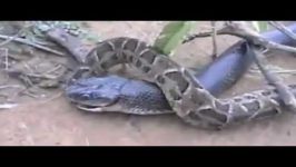  King Cobra vs Python One gets eaten 