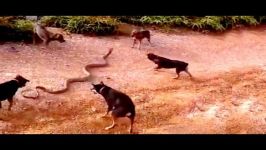  Huge King Cobra Vs a Pack of Domestic Dogs 