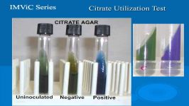 microbiology lab practical information part 2