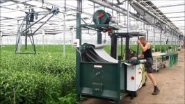 Cut flower harvesting belt system standalone Potveer