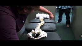  Scoliosis Adjusting Techniques 