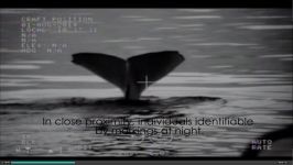  Ocean Alliance Using InfraRed Cameras to study whales at night 