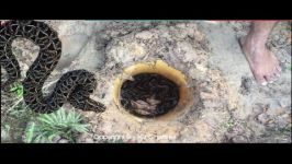  Amazing Snake Trap Using Deep Hole  How to Catch Snake in Cambodia 