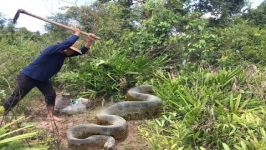 Amazing Human Catch Snake water Using The Bottle Net Trap  How to Catch Snake