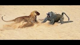 Baboon vs Leopard  Baboon Win ► Jarade Chanel