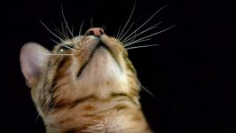 How do Cats Use Their Whiskers Slow Motion  Cats Unco