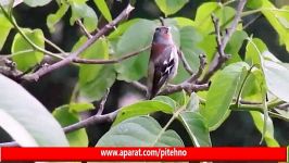 آواز سهره جنگلی Common Chaffinch