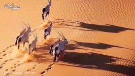 حیات وحش زیبای صحرای نامیب
