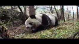 Giant panda bear does handstand BBC wildlife