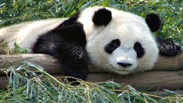  Panda Animals for Children Kids Videos Kindergarten Preschool Learning Toddlers Sounds Songs Zoo