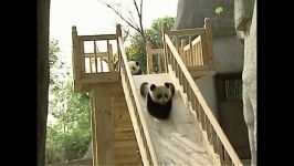  Cute pandas playing on the slide 