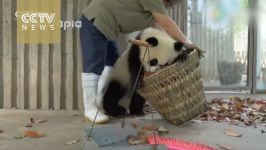  Watch Giant pandas create trouble as staff cleans their house 