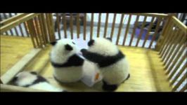 Cuddly Baby Pandas