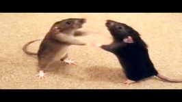 حرکت دفاعی عجیب 2 موش تظاهر به نبرد 