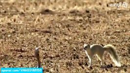 جنگ نبرد فوق العاده تماشایی جدید مارشاه کبری گورکن