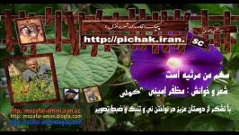 سهم من مرثیه است شعر خوانش مظفر امینی کولی