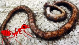 Small Red Ants Attack Big Snake To Death चींटियों सांप पर हमला 