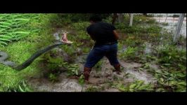 Amazing Human Catching Snake Using The Net  How to Catch Water Snake in Cambo