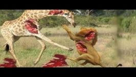 Craziest Animal Fights Caught On Camera LionGiraffeCrocodileZebraWild dogsW