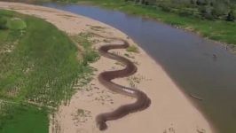 Giant Anaconda Found In Amazon River  Worlds Largest Snake Hoax Or Not