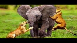 Most Amazing Wild Animal Attacks #7  Lion attack ElephantTiger Attack Cat