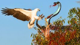 Eagle Attack Snakes  Amazing Animal  Eagle vs Snake Real Fight