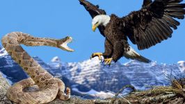 Eagle vs Snake Real Fight  Eagle Attack Snakes ☆ Amazing Animal