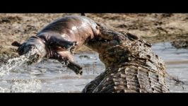 Most Amazing Wild Animal Attacks  Lion  Snake  Eagle  Crocodile Craziest Ani