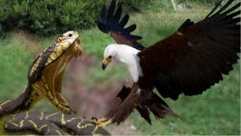 eagle attacks snake  eagle vs snake real fight
