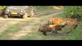 Tiger Attacks Wild Boar  Intense HD