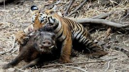 THE TOP 10  TOP 10 TIGER ATTACKS  Tiger vs Lion Tiger Buffalo Bear Wild