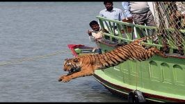 bengal tiger attack full HD