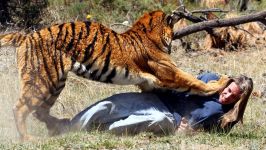 Tiger Attacks Man Real Tiger Attack Stunt