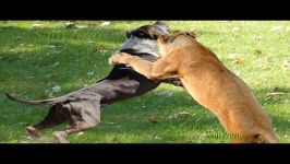 Wild animals attacks dog. Pit bull vs tiger. Leopard attacks dogs Mountain Lion