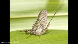 این حشره زیباMayfly تنها یک روز عمر می کند