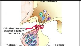 هیپوتالاموس هیپوفیز