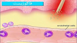 پاسخ التهابی در انسان