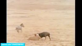 شکار تماشایی گاومیش توسط شیرهاجالب دیدنی