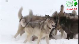 تصاویر شگفت انگیزی حمله گرگ ها به گرگ صحرایی