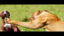  Lion Vs Pitbull Real Fight Video  Animals Fight 