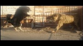 نبرد شیر سگ Dog vs LionDog vs Lion Real Fight 