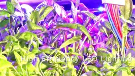 مزارع عمودی Vertical Farms Solutions