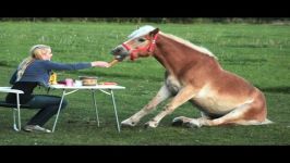  Funny Horse Videos  Try Not To Laugh BEST OF 