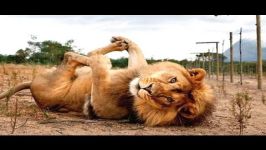  Funny Animals  A Funny Animal Videos Compilation 2015 