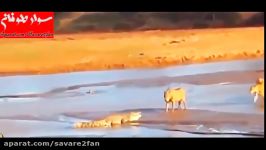 جنگ جدال وحشیانه شکار کروکودیل توسط شیرهای تنومند