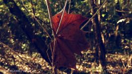 Nature ~ Panasonic Lumix DMC LX10  LX15 4K