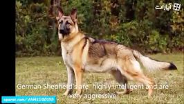 10 نژاد بزرگ ترین ترسناک ترین قوی ترین سگ های دنیا