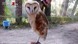 Owl  A Funny Owls And Cute Owls Compilation  NEW