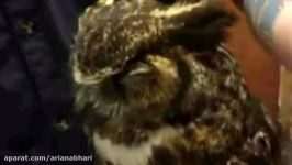 Owl Missed The Man Who Saved Her So Much She Couldn’t Stop Hugging Him