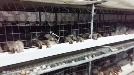 پرورش بلدرچین تخمگذار بلدرچین مادر در قفس ارزان